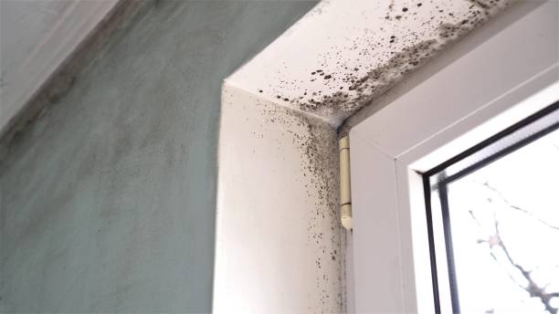 Best Industrial Mold Remediation  in Bethlehem Village, CT