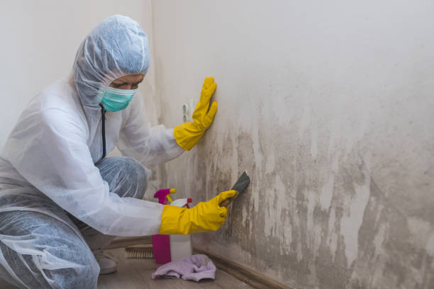 Best Water Damage & Mold Remediation  in Bethlehem Village, CT