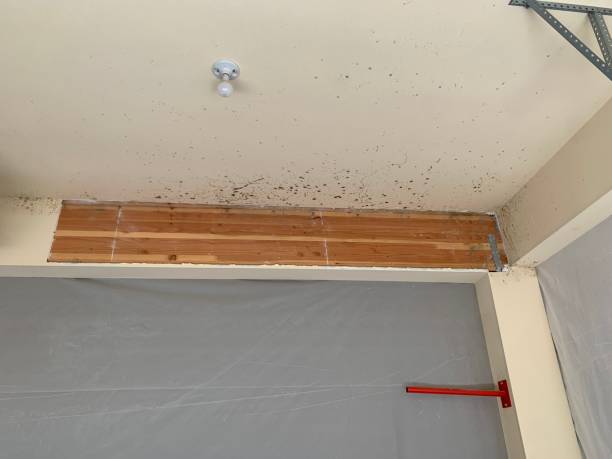 Best Dehumidification Services  in Bethlehem Village, CT