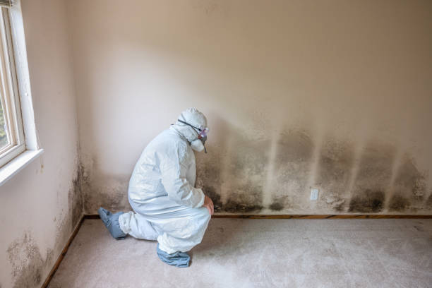Best Mold Documentation for Insurance Claims  in Bethlehem Village, CT