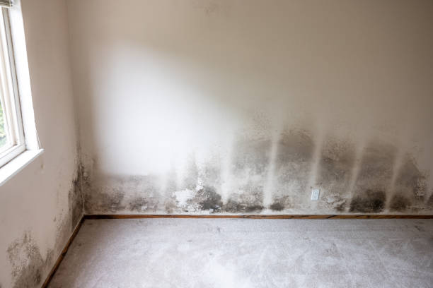 Best Basement Mold Removal  in Bethlehem Village, CT