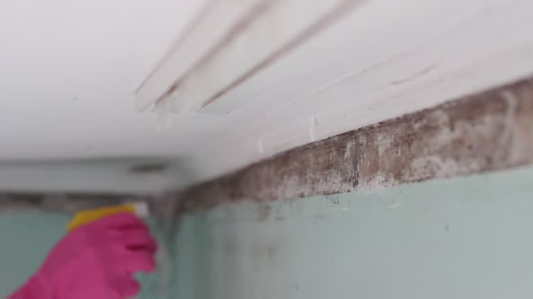 Best Real Estate Mold Inspection  in Bethlehem Village, CT